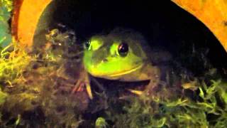 Cute bullfrog ^^