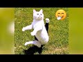 Funny Animal Videos 2023 - Comedy Voiceover! #39😹🐶🤣