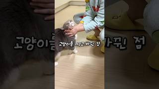 내 인생의 터닝포인트 고양이