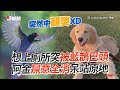 黃金獵犬沙灘戲水！見「比基尼辣妹」假跌倒真狂蹭｜寵物動物｜狗狗｜阿金｜精選影片