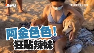 黃金獵犬沙灘戲水！見「比基尼辣妹」假跌倒真狂蹭｜寵物動物｜狗狗｜阿金｜精選影片