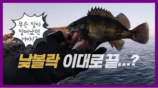 [영덕 낮볼락 탐사] 낮볼락 생각 중이신 분들 보세요.