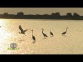 Natura e birdwatching. L'occasione del Delta del Po