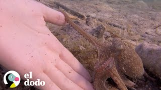 Pulpo salvaje siempre está emocionado de ver a su mejor amigo humano | El Dodo