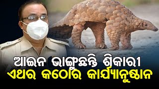 ଆଇନ ଭାଙ୍ଗୁଛନ୍ତି ଶିକାରୀ | Pangolin | Odisha Reporter