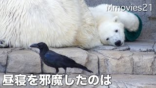 Polar Bear woke up because of the crow昼寝してたのにカラスに起こされるホッキョクグマ