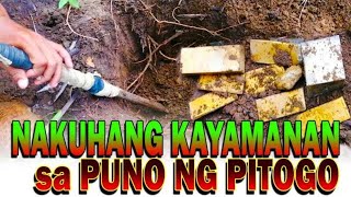 Nakuhang Kayamanan sa Puno ng Pitogo