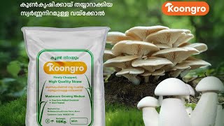 കൂൺ കൃഷിക്കായി തയ്യാർ ചെയ്തെടുത്ത വൈക്കോൽ Cold water lime pasteurization malayalam