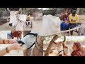 Aaj Dali Bhura ki naak Mein Nath rassi Varsha Bulbul family vlogs office cow milking vlogs village