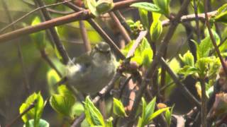 Chinese Leaf-warbler (Phylloscopus yunnanensis)