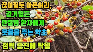 노박덩굴-혈압이 내리고, 혈관이 젊어지며, 남성을 강하게 만든다, 몸이 따듯해지며, 팔다리마비와, 통증을 제거하고, 관절을 튼튼히한다