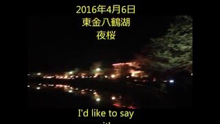 東金八鶴湖の夜桜　2016