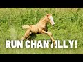 Newborn Foals First Time RUNNING! Go Chantilly! GO!