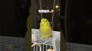 Singing in his dream🎤🎵🦜#寵物 #鸚鵡 #太平洋鸚鵡 #可愛 #pets #birds  #talkingparrot  #cute