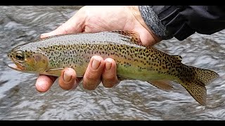 Big Rainbows Fly Fishing In Bright And Surrounds, Victoria.