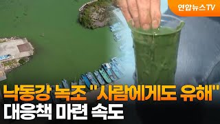 낙동강 녹조 \