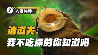 垃圾鱼入侵全球，在中国也泛滥成灾！清道夫为什么没人吃？｜见世屋