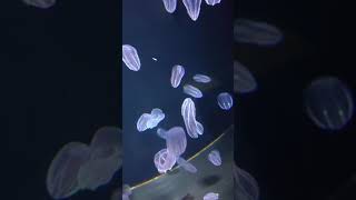 加茂水族館の生き物達（サビキウリクラゲ）〔４K映像〕