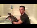 How to wash your cat