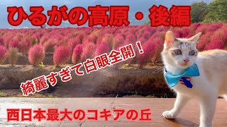 西日本最大級のコキアを見にきた旅する猫