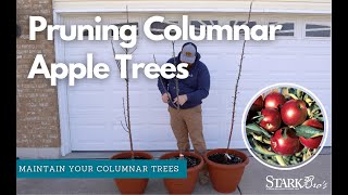 How to Prune a Columnar Apple