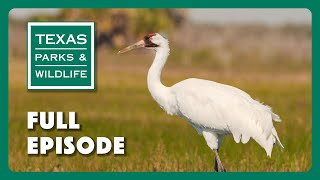 PBS Show - Watching Whoopers, Fort Boggy & Time Capsule