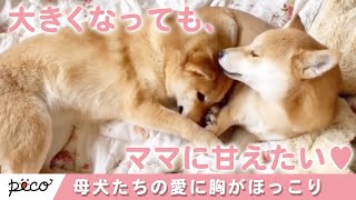 「母犬の愛は偉大です」子犬を可愛がるママたちの姿にキュンとする【PECO】