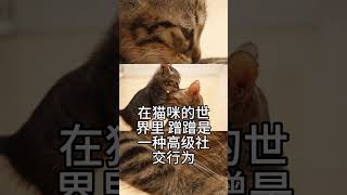 🐱 为什么猫咪喜欢蹭你？原来藏着这些秘密！