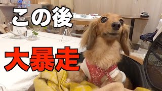 犬と行けるフレンチ店/ママの誕生日/店内で暴走【カニンヘンダックスえびすの日常】