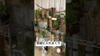 【洋ラン】10月14日　徐々に部屋に入る洋ラン達