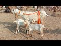 madrasa bakra Mandi pakistan makhi cheeni baccho wali bakriyan Ajmal TV Hasilpur 03086174529