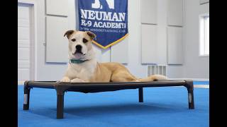Jack (Staffordshire Terrier Mix) Boot Camp Dog Training Video Demonstration