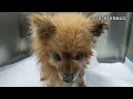 abandoned 15 year old half face pomeranian skinny and sick 15岁老博美被赶出家门，成流浪狗，失去半张脸，狗狗太让人心疼了 engsub