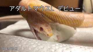 コーンスネーク・81回目の給餌・サイズアップ［corn snake feeding］