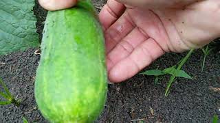 Panen lagi timunnya (cucumber) yang ke 2 #green #sawahpedesaan  #video