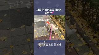 충격) 우비 입은 강아지 실존 #dog #dogshorts