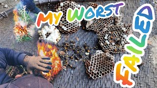 Best time to Harvest Wasp Bees|| The Greater Banded Hornet || Worst and Failed Video|| @VepsRhakho91