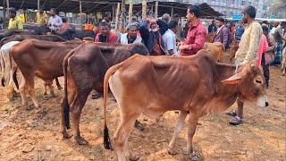 আজ ২৪/২/২৫ | প্রচুর চাহিদা সম্পন্ন ৫০ হাজারের মধ্যে মাঝারি সাইজের ষাঁড় গরুর দাম | আমবাড়ি হাট