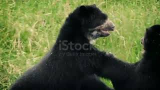 Bear fighting /bear fight /animals channel#shorts
