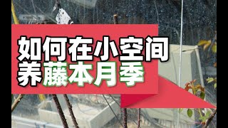 【屋檐园艺课堂】如何在小空间养藤本月季