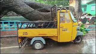 ശക്തമായ മഴയിൽ തൃശ്ശൂർ ന​ഗരത്തിൽ വൻ മരം കടപുഴകി വീണു