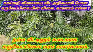 வீட்டிற்கு ஒரு கருவேப்பிலை மரம் வளர்க்களாம் வாங்க. how to grow Curry leaves plant at home garden