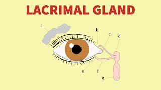 ANATOMY OF THE LACRIMAL GLAND | The White Army