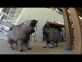 8 week old keeshond puppies