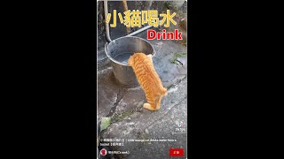 小橘貓喝水桶的水｜Little orange cat drinks water from a bucket【喵有事】