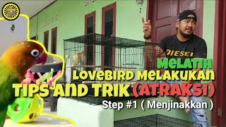 #istanakicau Melatih Lovebird Tips And Trick (Atraksi) step 1 (Menjinakan)