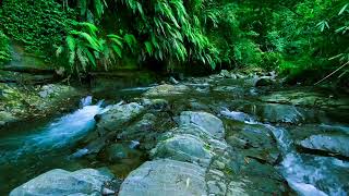 Tranquil River Sounds With Picturesque Water Stream Views To Melt Away Stress And Sleep Instantly...