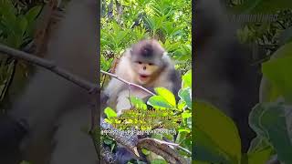 #China #Yunnan #Endangered #Monkey #တရုတ်နိုင်ငံ #ယူနန်ပြည်နယ် #မျိုးသုဉ်းလုနီးပါး #မျောက်