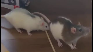 Cute Rat Sisters🐀🐁