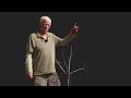 the 2nd pruning of a young apple tree to an open center form part 2 of 2